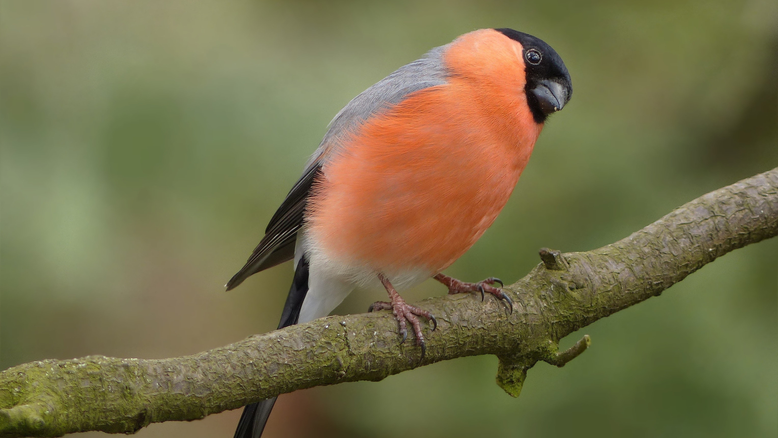 Songbirds | Galluvet Birds and Fowl