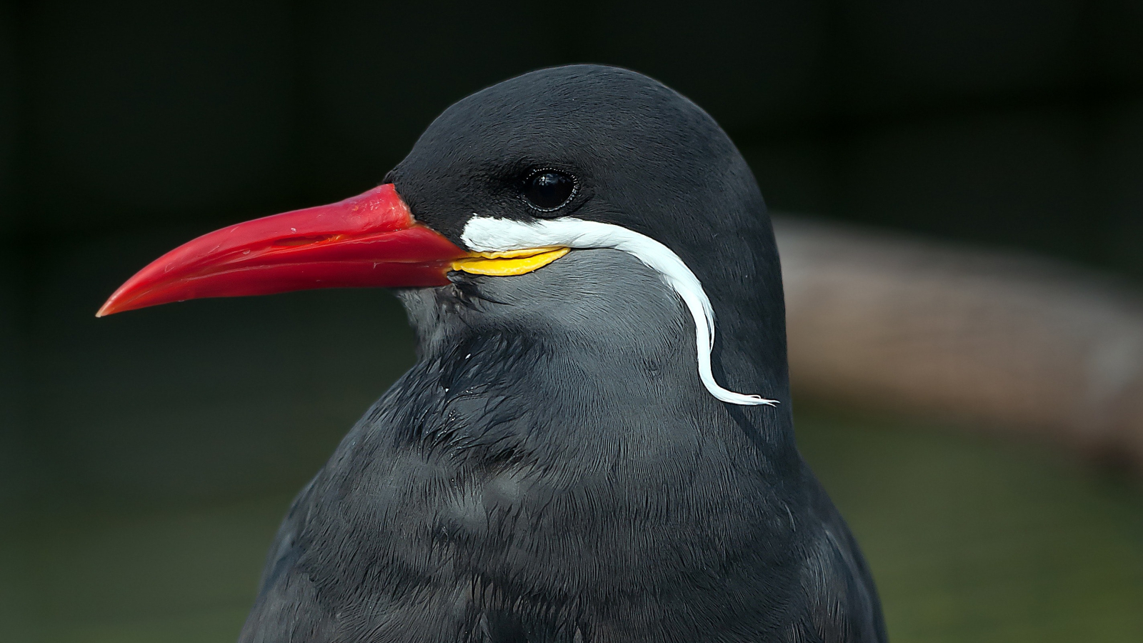 park-water-birds-galluvet-birds-and-fowl