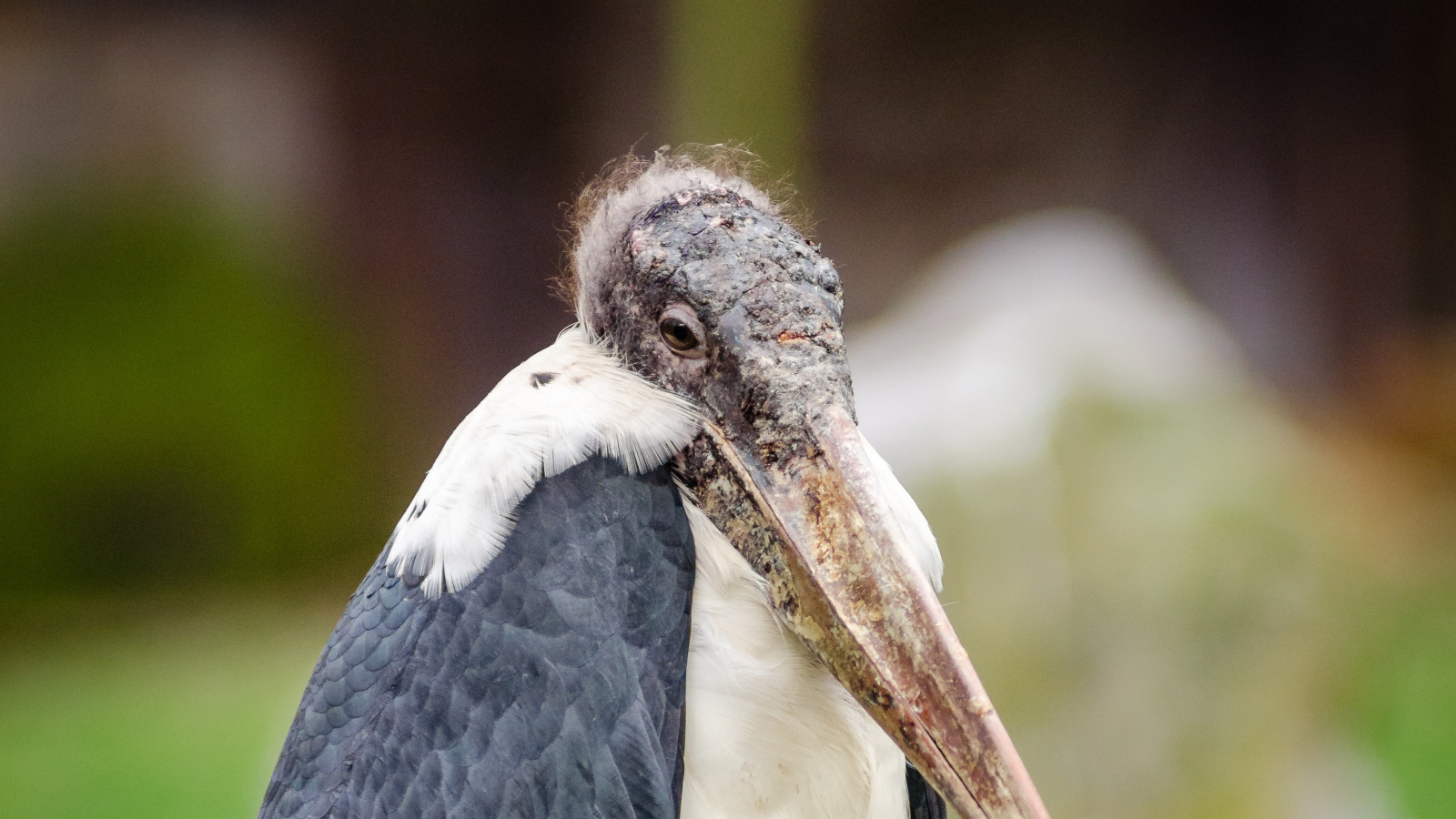 Park|Water birds | Galluvet Birds and Fowl